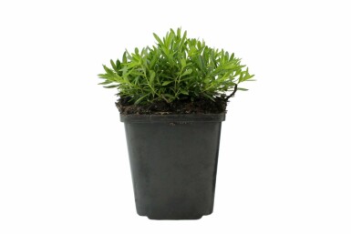 Steenanjer Dianthus deltoides 'Albiflorus' 5-10 Pot P9 Dianthus deltoides 'Albiflorus'