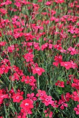 Steenanjer Dianthus deltoides 'Brilliant' 5-10 Pot P9 Dianthus deltoides 'Brilliant'