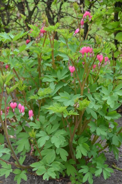 Gebroken hartje Dicentra spectabilis 5-10 Pot P9 Dicentra spectabilis