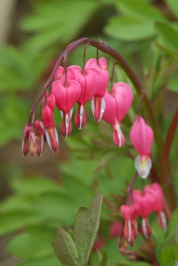 Gebroken hartje Dicentra spectabilis 5-10 Pot P9 Dicentra spectabilis