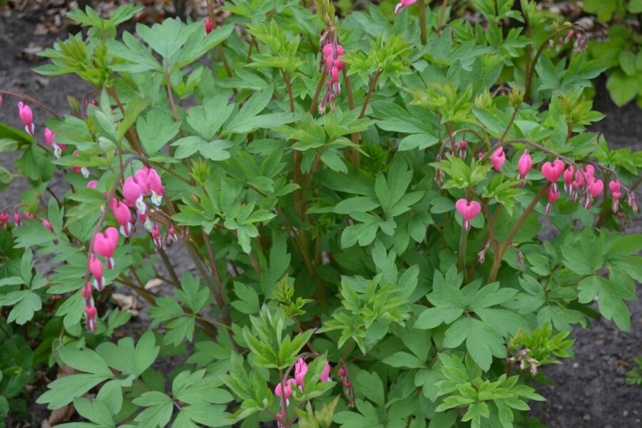 Gebroken hartje Dicentra spectabilis 5-10 Pot P9 Dicentra spectabilis