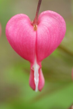 Gebroken hartje Dicentra spectabilis 5-10 Pot P9 Dicentra spectabilis