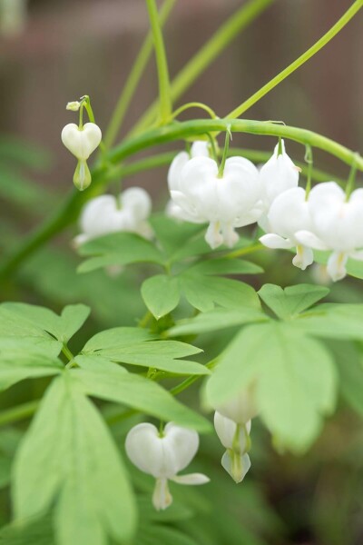 Gebroken hartje Dicentra spectabilis 'Alba' 5-10 Pot P9 Dicentra spectabilis 'Alba'