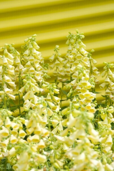 Groot vingerhoedskruid Digitalis grandiflora 5-10 Pot P9 Digitalis grandiflora