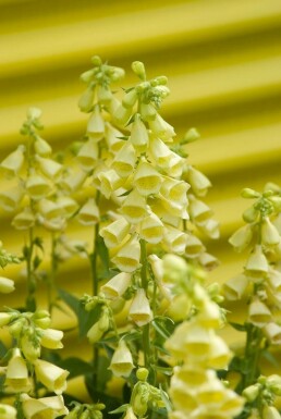 Groot vingerhoedskruid Digitalis grandiflora 5-10 Pot P9 Digitalis grandiflora