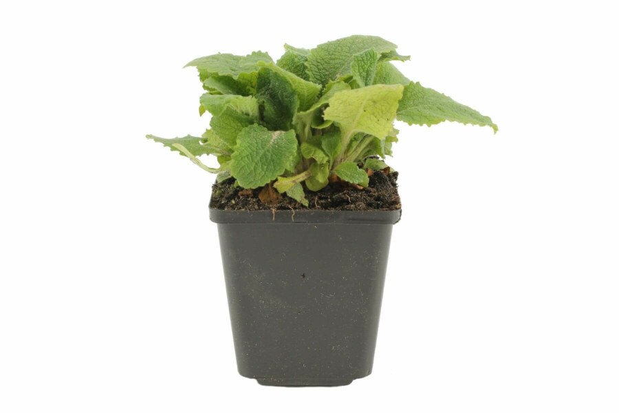 Vingerhoedskruid Digitalis purpurea 5-10 Pot P9 Digitalis purpurea