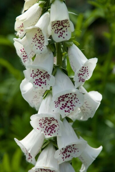 Vingerhoedskruid Digitalis purpurea 'Alba' 5-10 Pot P9 Digitalis purpurea 'Alba'