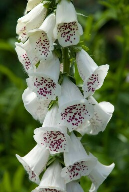 Vingerhoedskruid Digitalis purpurea 'Alba' 5-10 Pot P9