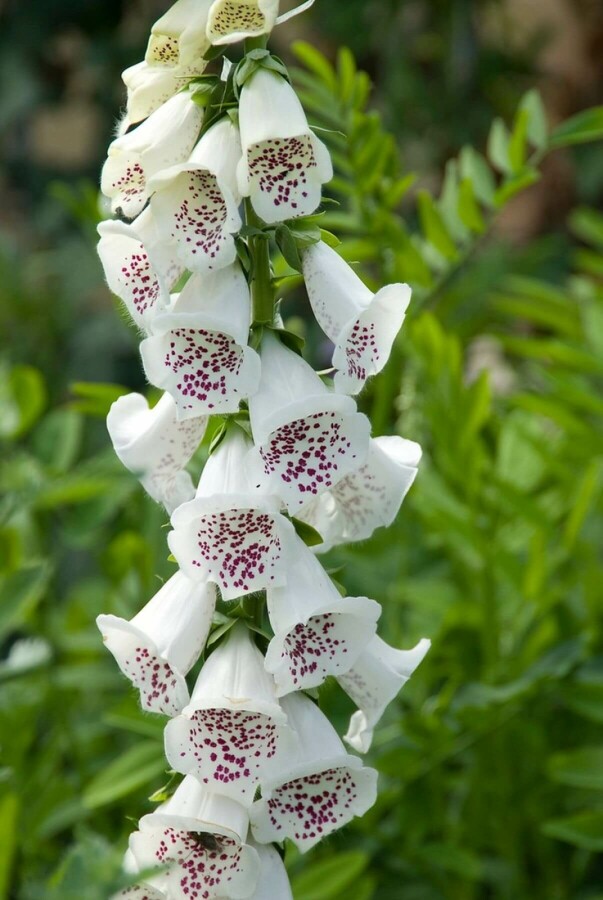 Vingerhoedskruid Digitalis purpurea 'Alba' 5-10 Pot P9 Digitalis purpurea 'Alba'