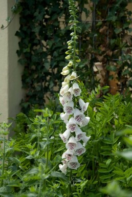 Vingerhoedskruid Digitalis purpurea 'Alba' 5-10 Pot P9 Digitalis purpurea 'Alba'