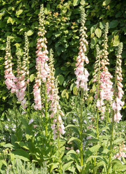 Vingerhoedskruid Digitalis purpurea 'Apricot' 5-10 Pot P9 Digitalis purpurea 'Apricot'