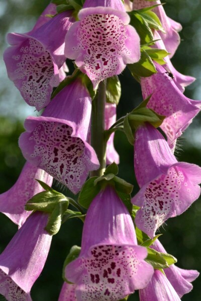 Vingerhoedskruid Digitalis purpurea 'Gloxiniiflora' 5-10 Pot P9 Digitalis purpurea 'Gloxiniiflora'