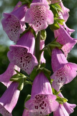 Digitalis purpurea 'Gloxiniiflora'