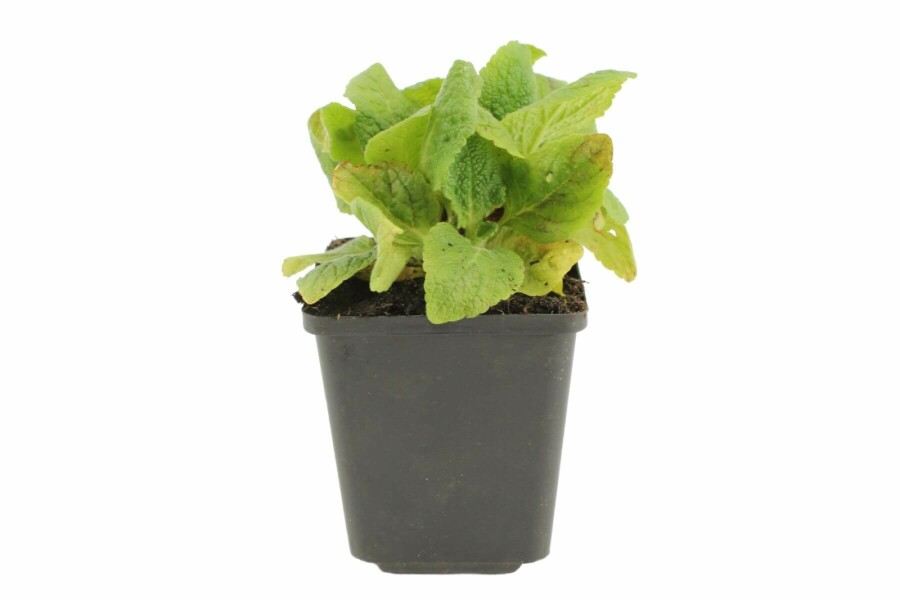 Vingerhoedskruid Digitalis purpurea 'Gloxiniiflora' 5-10 Pot P9 Digitalis purpurea 'Gloxiniiflora'