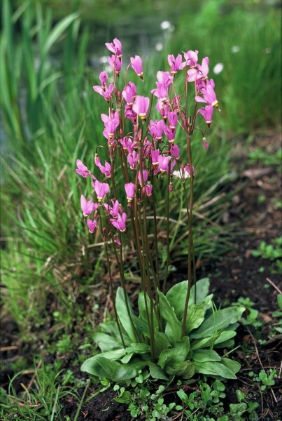 Twaalfgodenkruid Dodecatheon meadia 5-10 Pot P9 Dodecatheon meadia