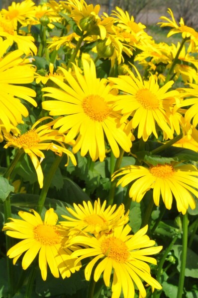Voorjaarszonnebloem Doronicum orientale 5-10 Pot P9 Doronicum orientale