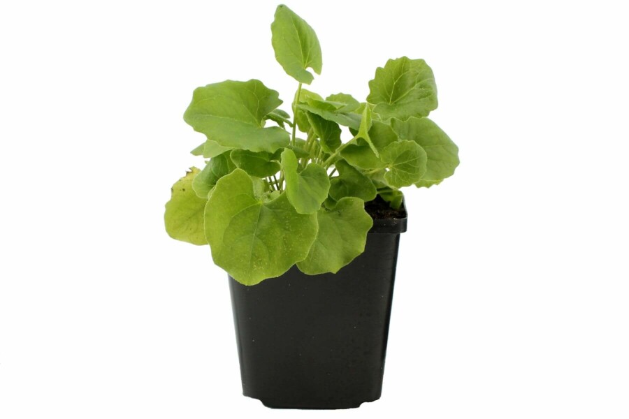 Voorjaarszonnebloem Doronicum orientale 5-10 Pot P9 Doronicum orientale