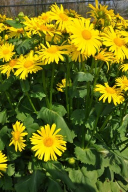 Voorjaarszonnebloem Doronicum orientale 5-10 Pot P9 Doronicum orientale