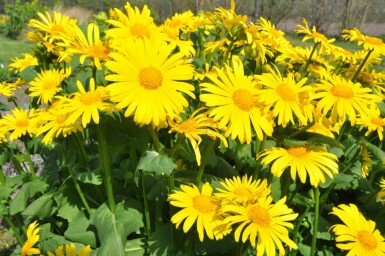 Voorjaarszonnebloem Doronicum orientale 5-10 Pot P9 Doronicum orientale