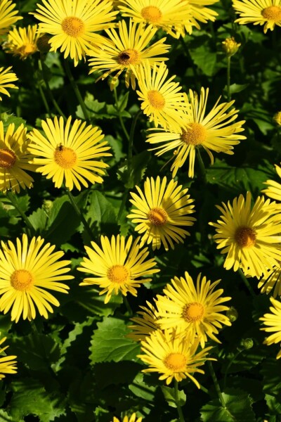 Voorjaarszonnebloem Doronicum orientale 'Magnificum' 5-10 Pot P9 Doronicum orientale 'Magnificum'
