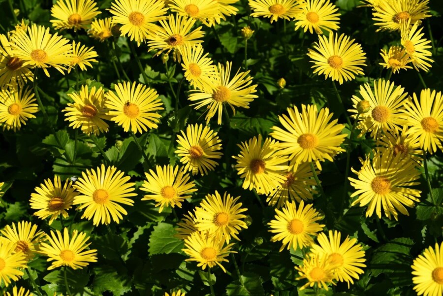 Voorjaarszonnebloem Doronicum orientale 'Magnificum' 5-10 Pot P9 Doronicum orientale 'Magnificum'