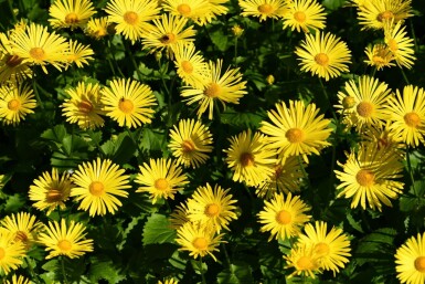 Voorjaarszonnebloem Doronicum orientale 'Magnificum' 5-10 Pot P9 Doronicum orientale 'Magnificum'