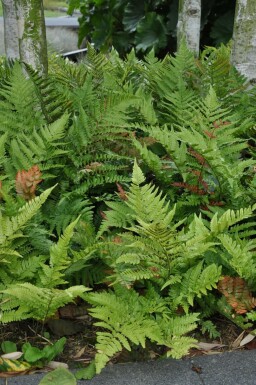 Rode sluiervaren Dryopteris erythrosora 5-10 Pot P9