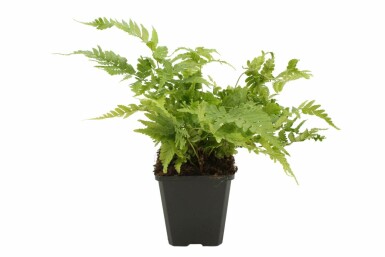 Rode sluiervaren Dryopteris erythrosora 5-10 Pot P9