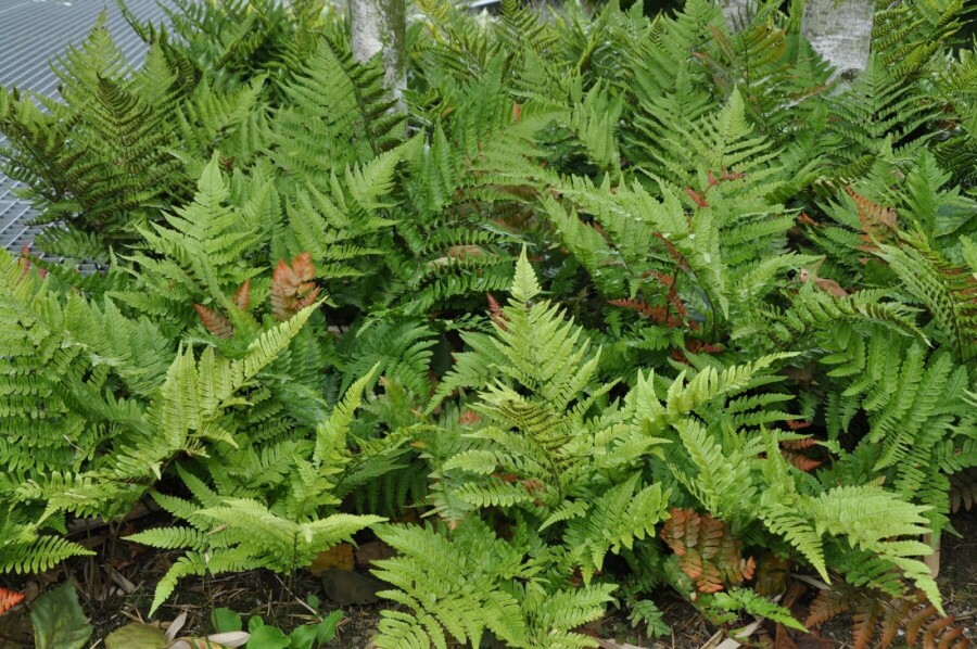 Rode sluiervaren Dryopteris erythrosora 5-10 Pot P9 Dryopteris erythrosora