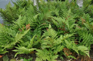 Rode sluiervaren Dryopteris erythrosora 5-10 Pot P9 Dryopteris erythrosora