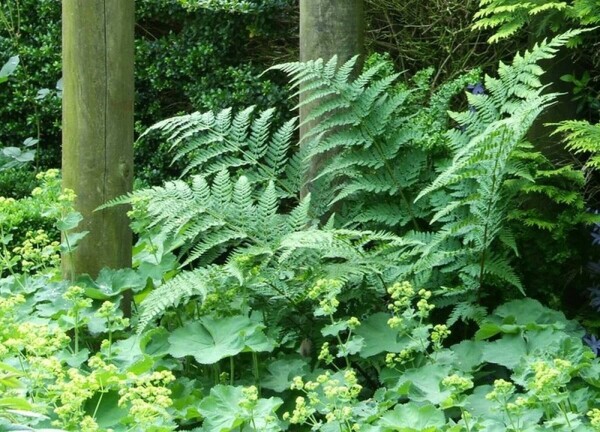 Mannetjesvaren Dryopteris filix-mas 5-10 Pot P9 Dryopteris filix-mas