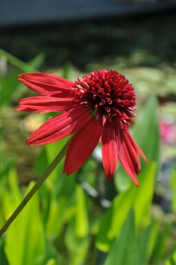 Zonnehoed Echinacea 'Eccentric' 5-10 Pot P9