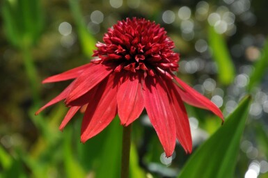 Zonnehoed Echinacea 'Eccentric' 5-10 Pot P9