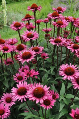 Zonnehoed Echinacea 'Fatal Attraction' 5-10 Pot P9 Echinacea 'Fatal Attraction'