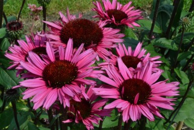 Zonnehoed Echinacea 'Fatal Attraction' 5-10 Pot P9 Echinacea 'Fatal Attraction'
