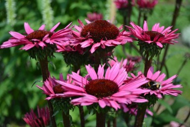 Zonnehoed Echinacea 'Fatal Attraction' 5-10 Pot P9 Echinacea 'Fatal Attraction'
