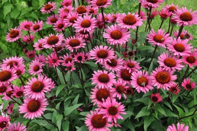 Zonnehoed Echinacea 'Fatal Attraction' 5-10 Pot P9 Echinacea 'Fatal Attraction'