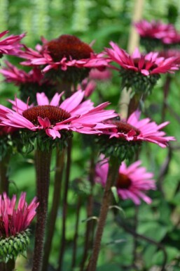 Zonnehoed Echinacea 'Fatal Attraction' 5-10 Pot P9 Echinacea 'Fatal Attraction'