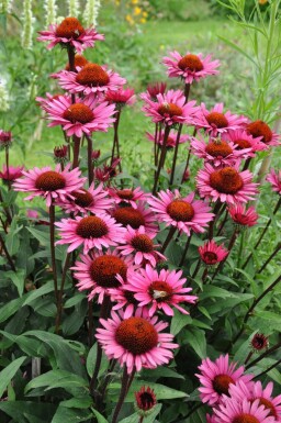 Zonnehoed Echinacea 'Fatal Attraction' 5-10 Pot P9 Echinacea 'Fatal Attraction'