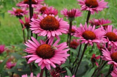 Zonnehoed Echinacea 'Fatal Attraction' 5-10 Pot P9 Echinacea 'Fatal Attraction'