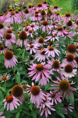 Zonnehoed Echinacea purpurea 5-10 Pot P9 Echinacea purpurea