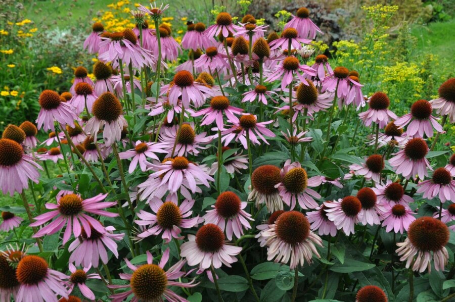 Zonnehoed Echinacea purpurea 5-10 Pot P9 Echinacea purpurea