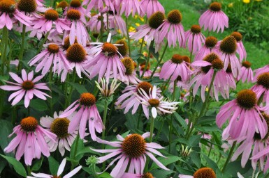 Zonnehoed Echinacea purpurea 5-10 Pot P9 Echinacea purpurea
