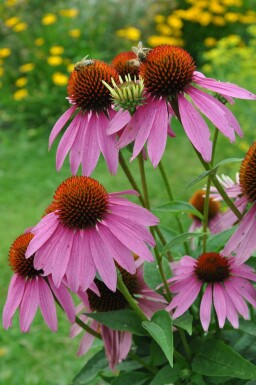 Zonnehoed Echinacea purpurea 5-10 Pot P9 Echinacea purpurea