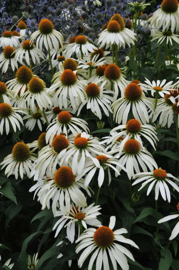 Zonnehoed Echinacea purpurea 'Alba' 5-10 Pot P9 Echinacea purpurea 'Alba'