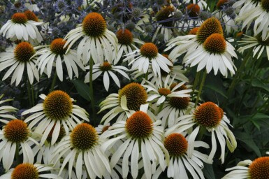 Zonnehoed Echinacea purpurea 'Alba' 5-10 Pot P9 Echinacea purpurea 'Alba'