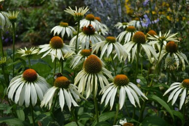 Zonnehoed Echinacea purpurea 'Alba' 5-10 Pot P9 Echinacea purpurea 'Alba'