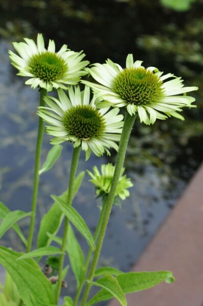 Zonnehoed Echinacea purpurea 'Green Jewel' 5-10 Pot P9 Echinacea purpurea 'Green Jewel'
