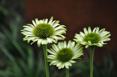 Zonnehoed Echinacea purpurea 'Green Jewel' 5-10 Pot P9