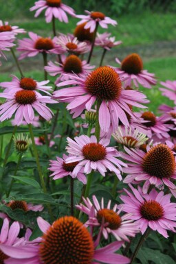 Zonnehoed Echinacea purpurea 'Magnus' 10-15 Pot C2 Echinacea purpurea 'Magnus'